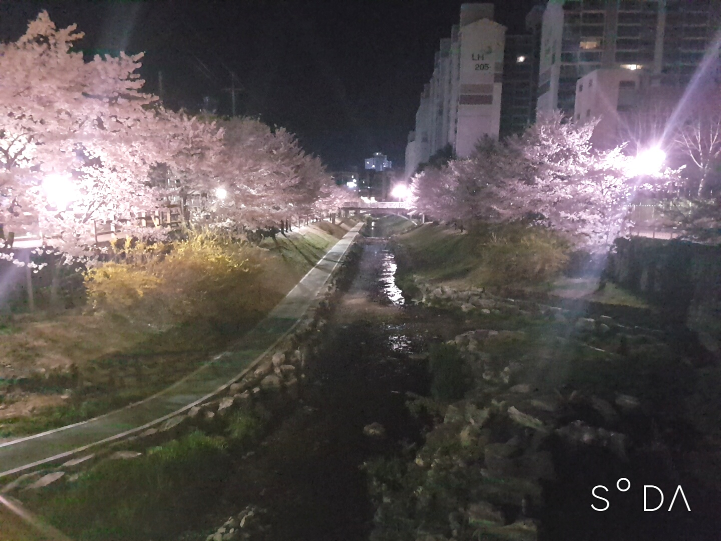 2019-04-01-02-42-00.jpg : 울산 벚꽃