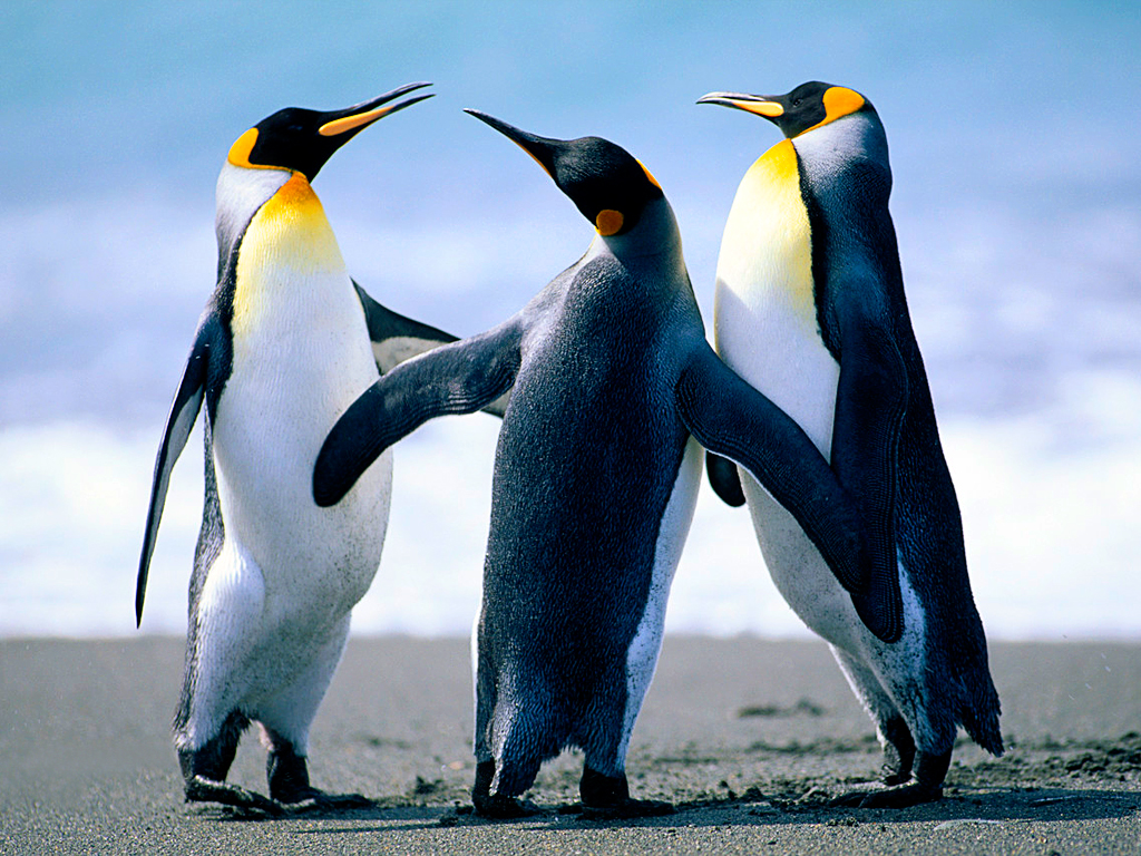 Penguins.jpg : 펭귄입니다