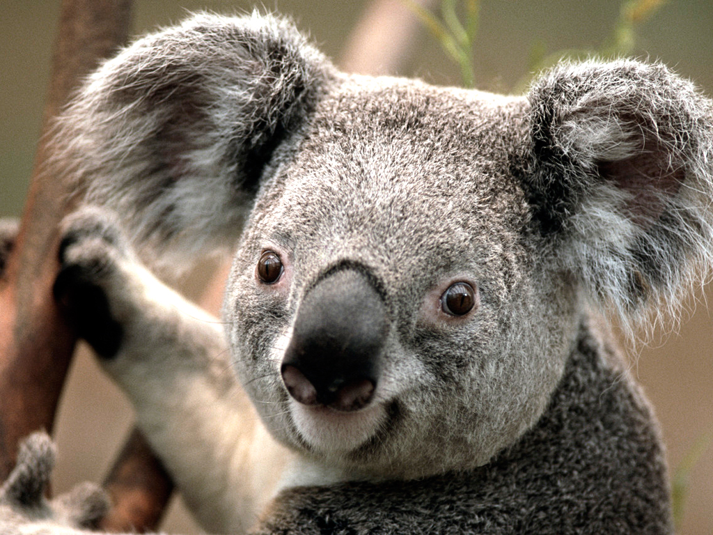 Koala.jpg : 셀카