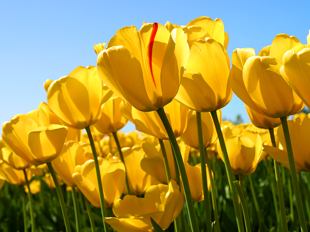 Tulips.jpg : 튤립