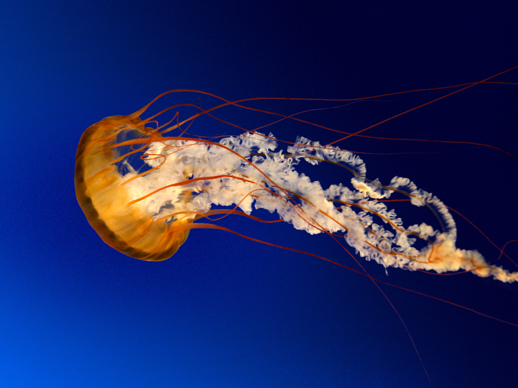 Jellyfish.jpg : 해파리입니다.