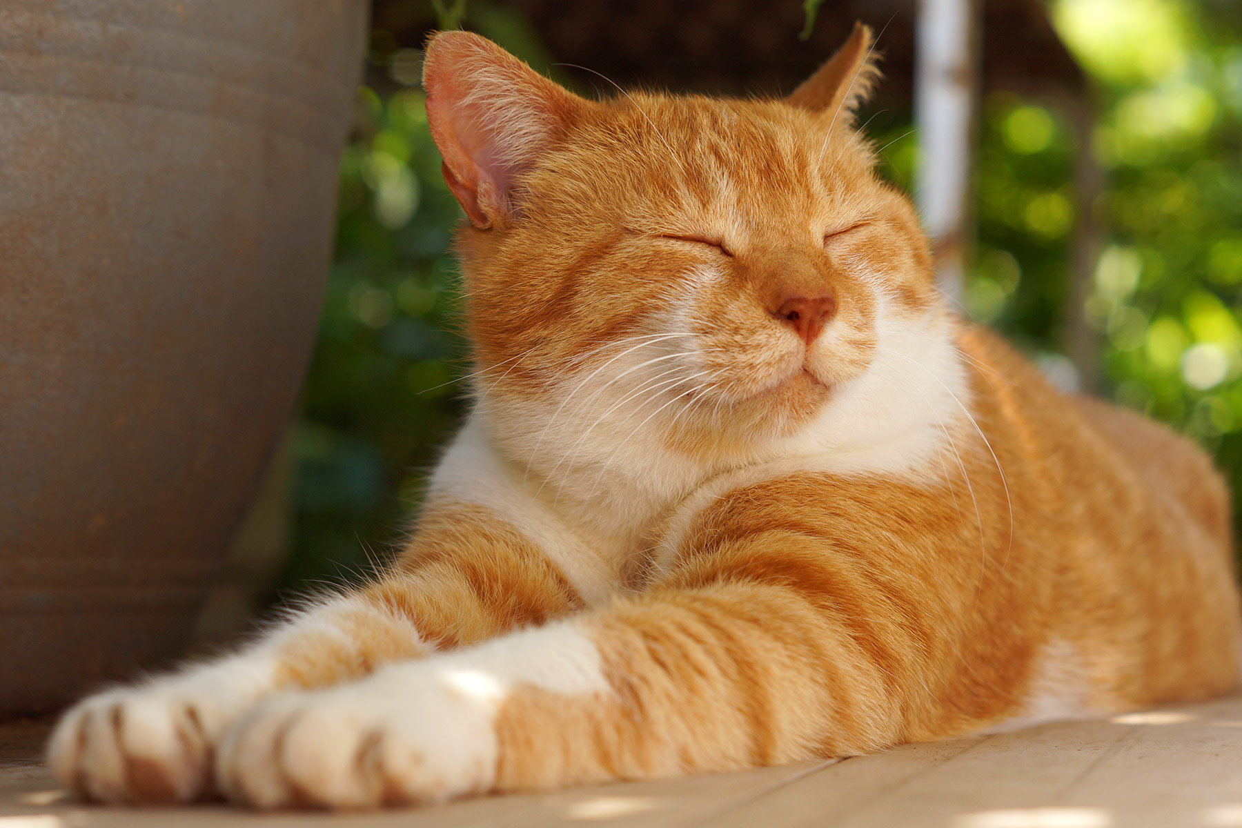 1800x1200_cat_relaxing_on_patio_other.jpg