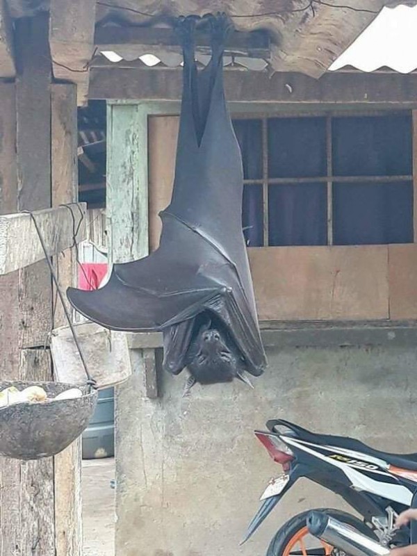 필리핀 박쥐.jpg
