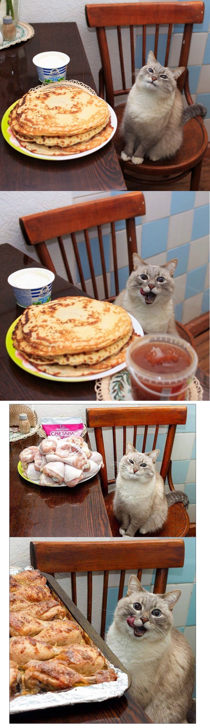 음식별 고양이의 표정 변화.jpg
