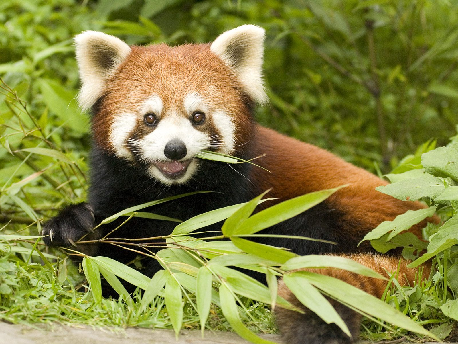 red_panda_eating_bamboo__wolong_nature_reserve__sichuan_province__china.jpg : 레서판다 좋아하시나용