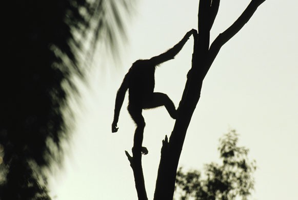 Bonobo-Apes-A-Bonobo-in-t-006.jpg