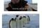 (펌 및 데이터주의) 남극의 눈물 촬영팀의 눈물나는 역관광