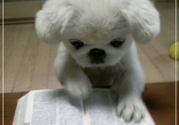 공부하는 강아지