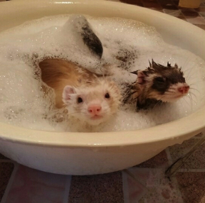 목욕하는날