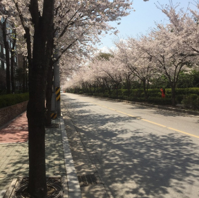 서울에 벚꽃이예요~