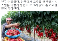 한국과 중국의 고추 농사.jpg