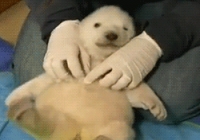 귀여운 아기 북극곰