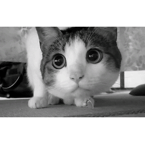 귀여운 고양이 움짤 이네요 :)
