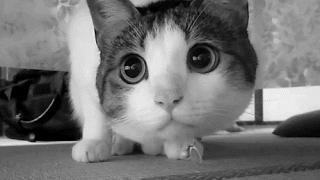 귀여운 고양이 움짤 이네요 :) - 자유갤러리 - 알고사