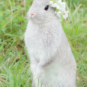 귀여운 토끼