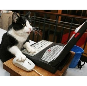 컴퓨터하는 고양이