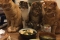 일본 트위터에 올라온 고양이 사진 제목.jpg