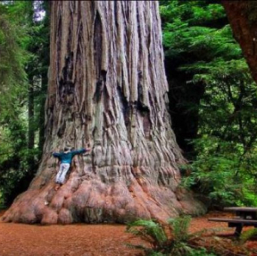세상에서 가장 큰 나무