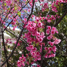 3월 2일자 오키나와 벚꽃